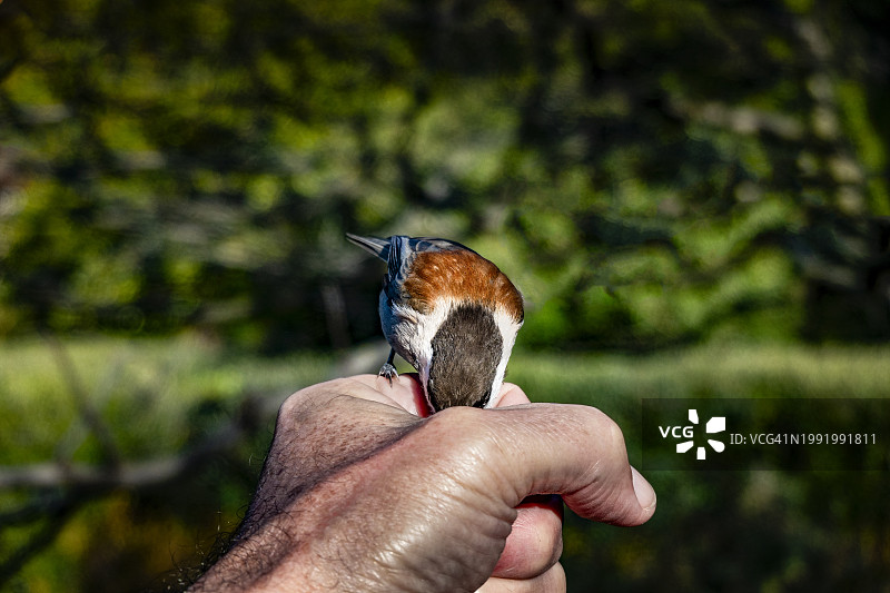 鸟停在手上图片素材