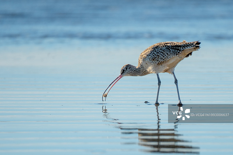 长嘴丘鹬正在吃东西图片素材