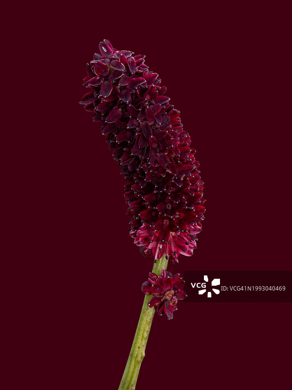 特写：深红色背景上烧伤的穗状花图片素材