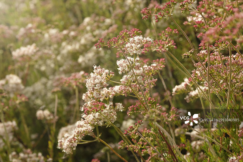 野生荞麦图片素材