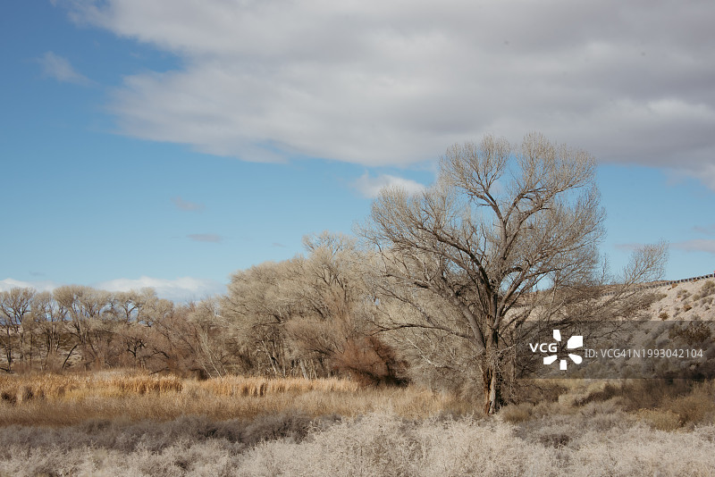 帕拉纳加特国家野生动物保护区的白杨树图片素材