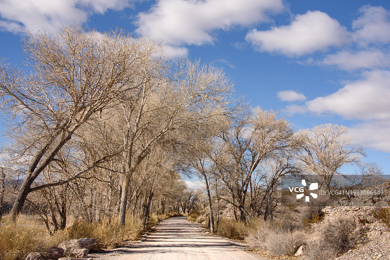 帕拉纳加特国家野生动物保护区土路两旁的三角叶杨树图片素材