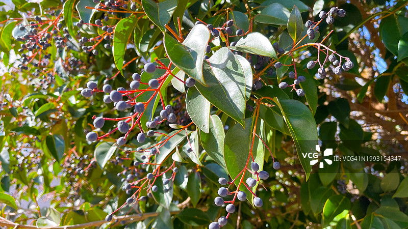 女贞图片图片素材