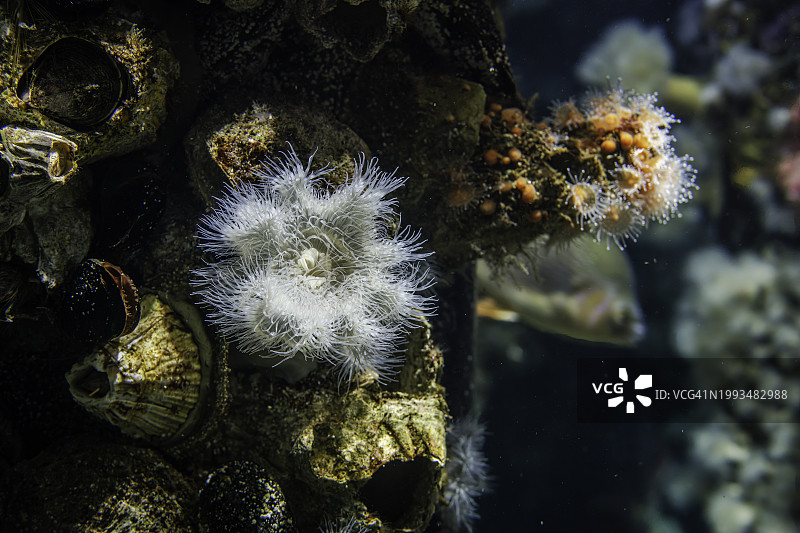 草莓海葵和羽毛海葵图片素材