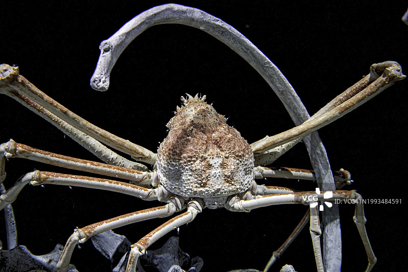 日本蜘蛛蟹图片素材