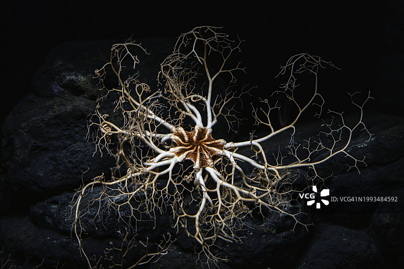 篮星（Gorgonocephalus eucnemis）图片素材