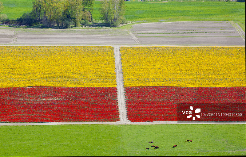 郁金香花田高空景观图片素材