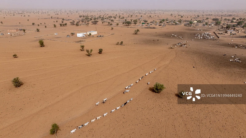 塞内加尔撒哈拉沙漠Sahel贫瘠景观中寻找牧草的牛群航拍图片素材