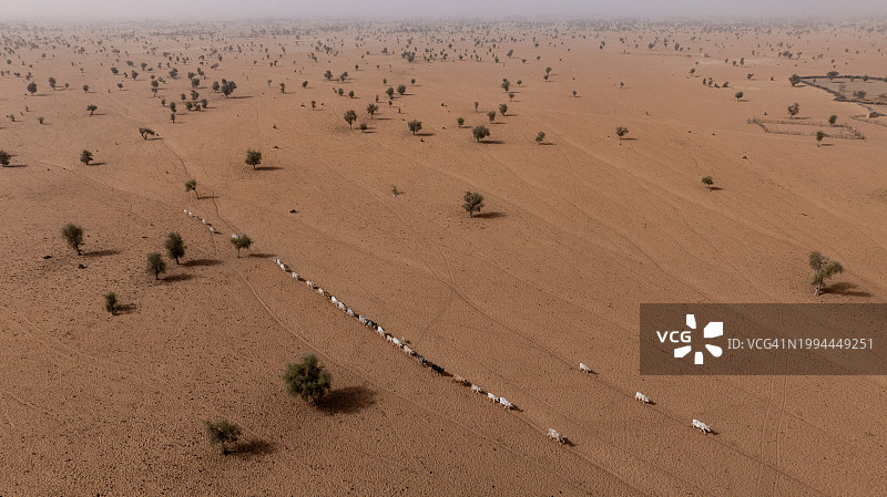 塞内加尔撒哈拉沙漠Sahel贫瘠景观中寻找牧草的牛群航拍图片素材