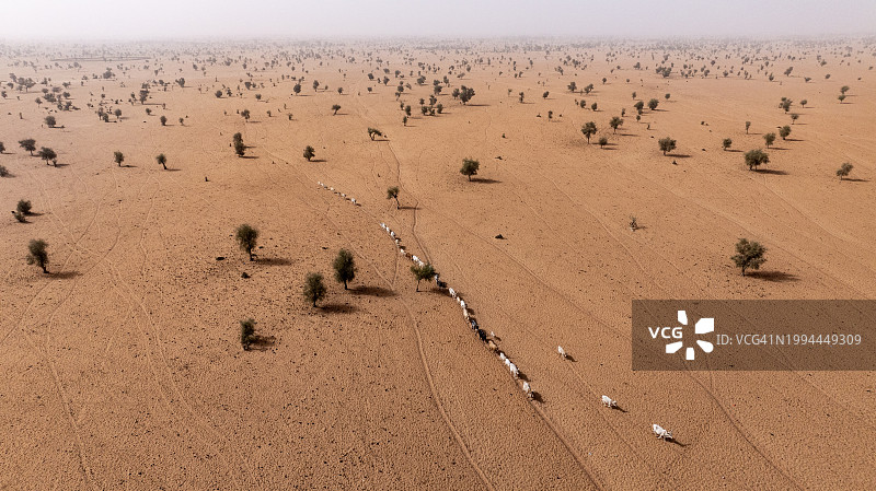 塞内加尔撒哈拉沙漠Sahel贫瘠景观中寻找牧草的牛群航拍图片素材