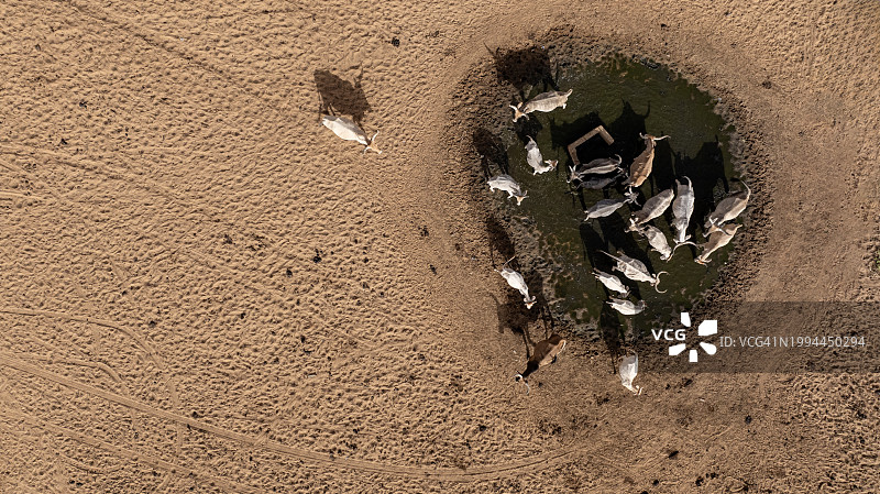 垂直航拍。在塞内加尔撒哈拉沙漠萨赫勒地区贫瘠的景观中，一群牛在水坑里饮水。干旱、气候变化、荒漠化图片素材