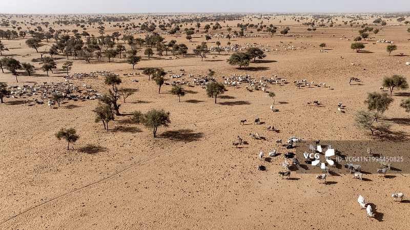 塞内加尔撒哈拉沙漠萨赫勒地区，干旱气候变化荒漠化，牛群航拍图片素材