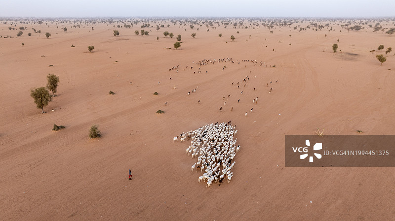塞内加尔撒哈拉沙漠萨赫勒地区：牧民放牧山羊图片素材