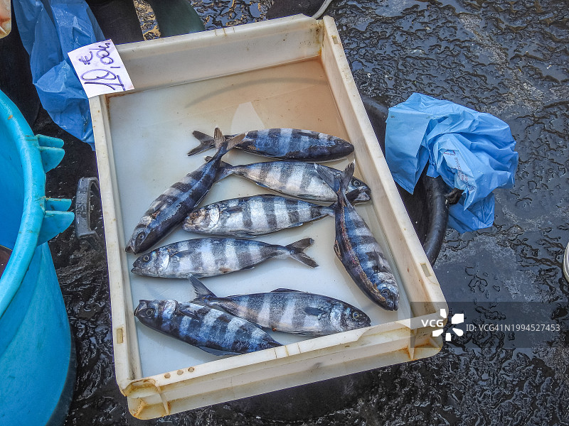 条纹鱼图片素材