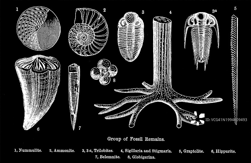 一组化石遗骸老式雕刻插图图片素材