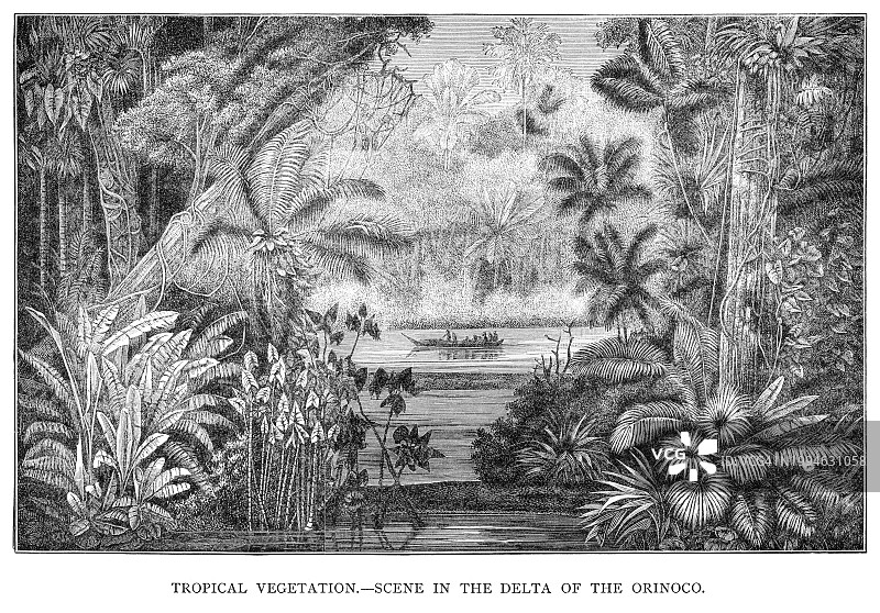 热带植被的古老雕刻插图，奥里诺科河三角洲的场景图片素材