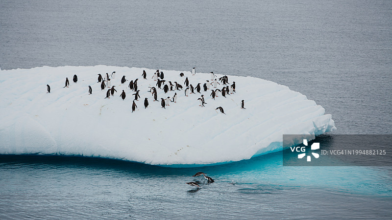 南极洲巴布亚企鹅在冰山上蹒跚而行图片素材