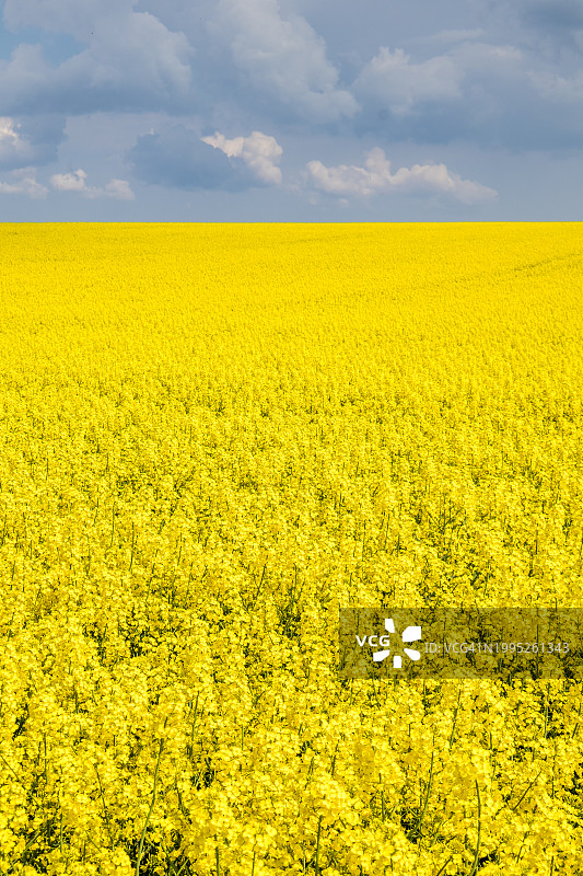 油菜田上的壮丽天空图片素材