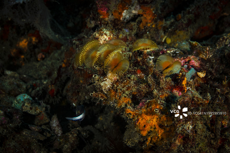 裂冠羽毛掸子。图片素材