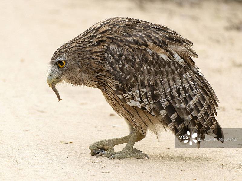 棕色渔鸮图片素材