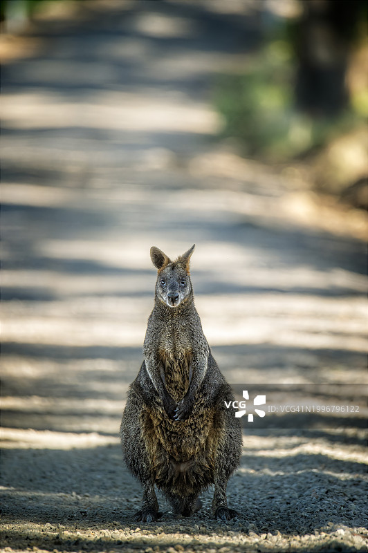 沼泽沙袋鼠图片素材