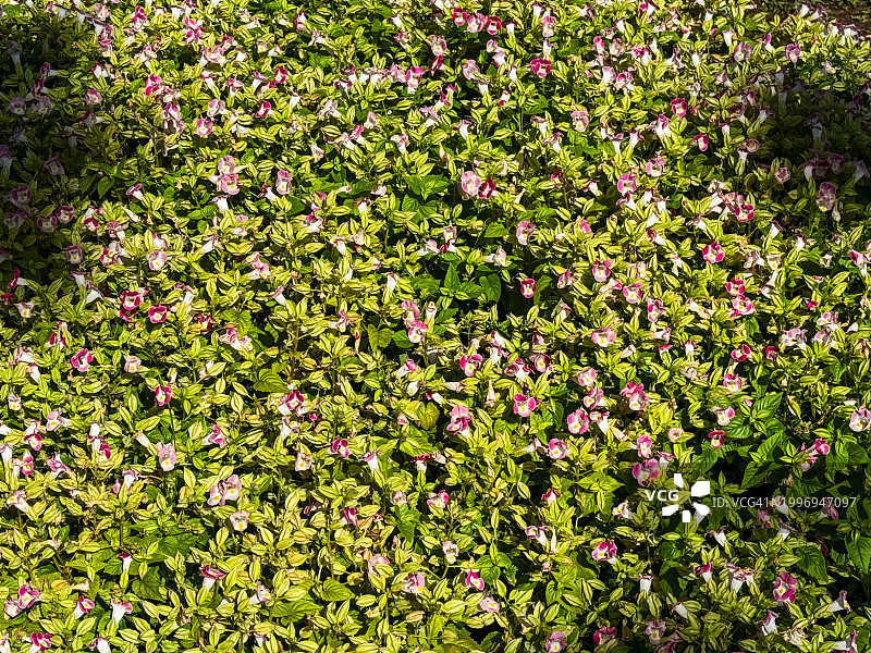 牵牛花背景图片素材