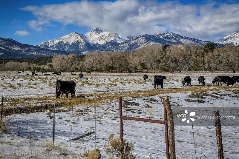 吃草的牛群图片素材