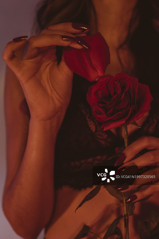 女人用手采摘红色玫瑰特写，指甲修长图片素材