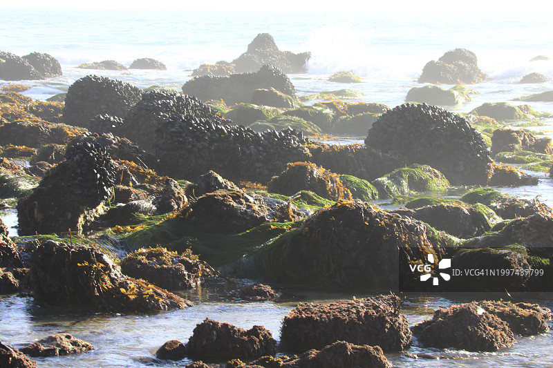 退潮时裸露的海底生物图片素材