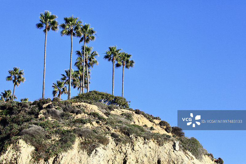 加利福尼亚州橙县的高大棕榈树图片素材