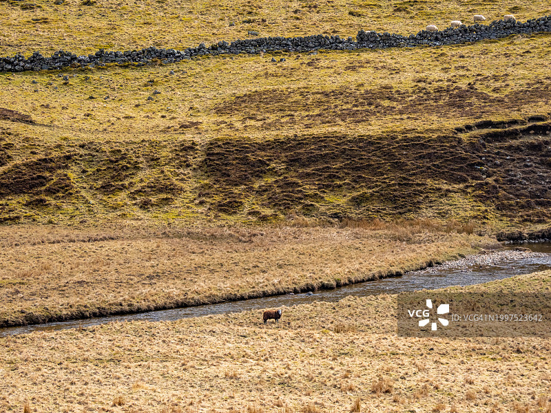 高地牛图片素材