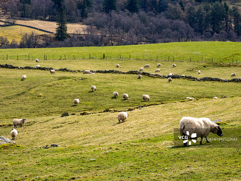 斯凯岛的绵羊图片素材