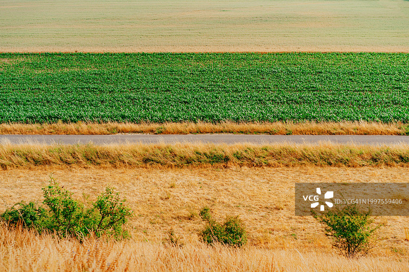 穿过绿色和黄色田野的乡村小路图片素材