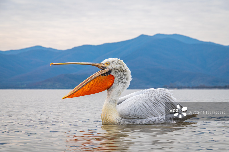 张开喙的达尔马提亚鹈鹕图片素材