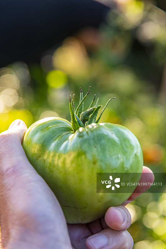 艾米利亚-罗马涅的绿色番茄图片素材