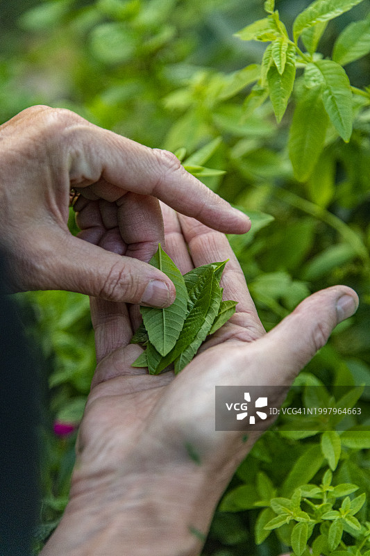 艾米利亚-罗马涅的鼠尾草和薄荷叶图片素材