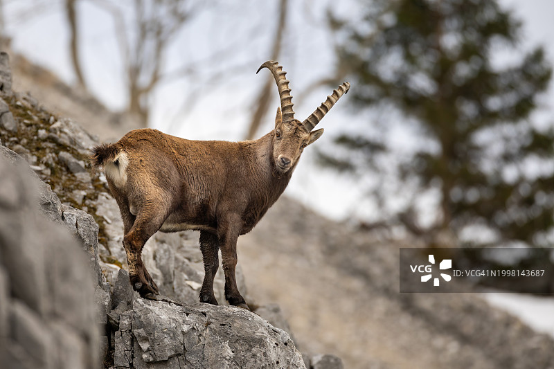 低角度拍摄的站在岩石上的鹿图片素材