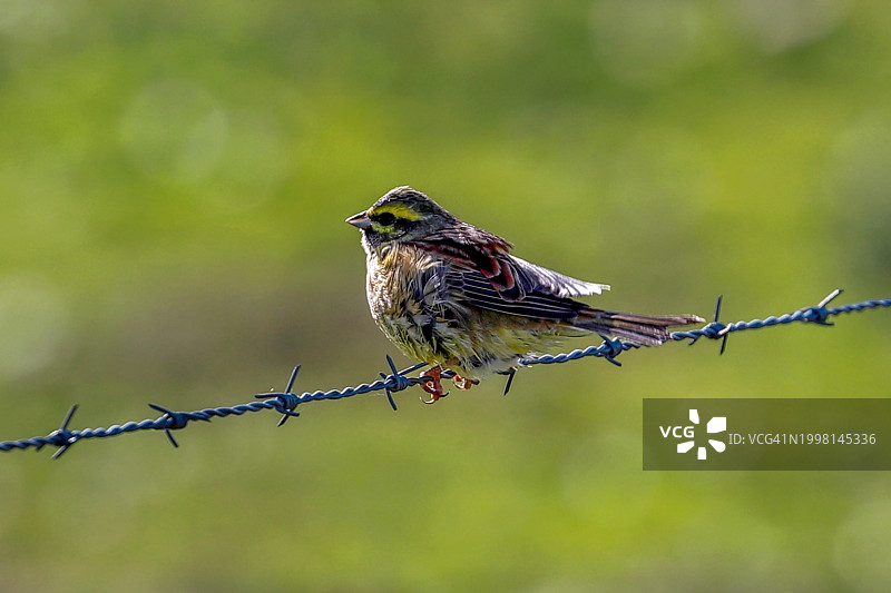 栖息在带刺铁丝网上的鸣禽特写图片素材