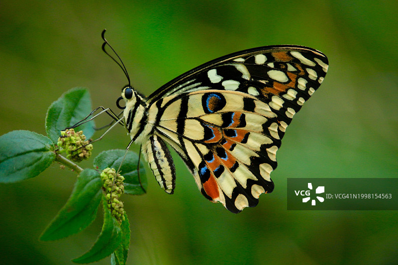 蝴蝶栖息在中国台湾植物上的特写图片素材