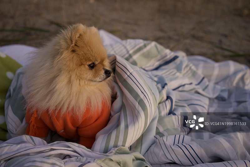 在床上休息的迷你博美犬特写图片素材