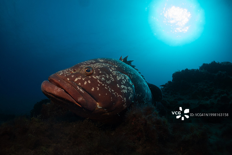 海中石斑鱼游泳特写图片素材