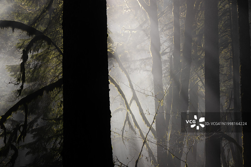 美国俄勒冈州塞勒姆森林树木图片素材