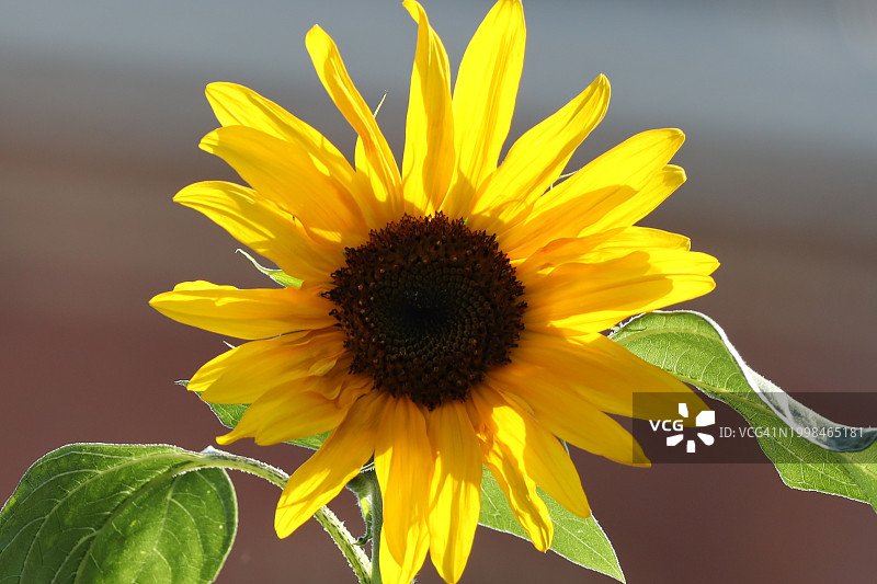 向日葵特写图片素材