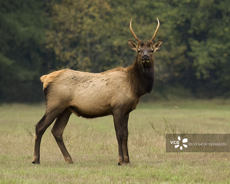 幼年雄麋鹿图片素材