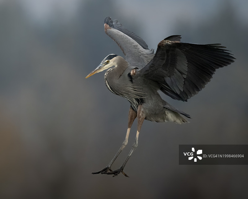 飞行中的大蓝鹭图片素材