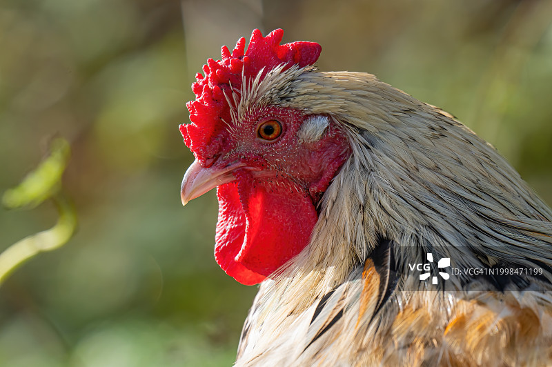 公鸡特写图片素材