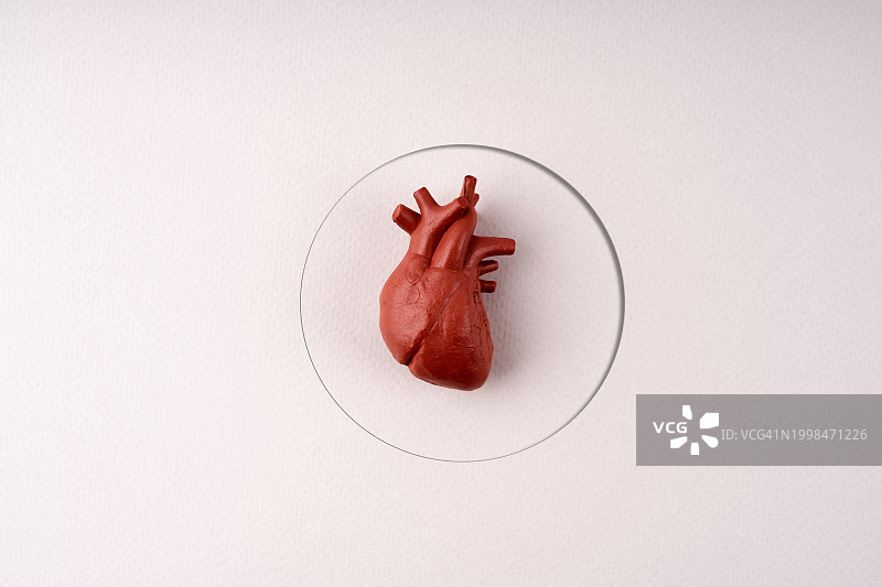 人体心脏内部器官模型图片素材
