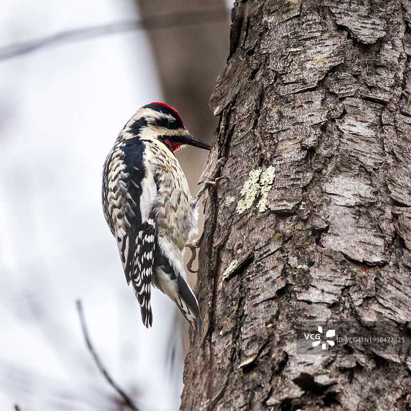 啄木鸟栖息在树干上特写，新泽西州，美国图片素材