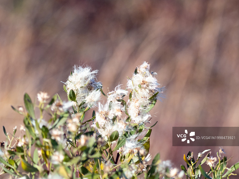 美国马萨诸塞州韦尔弗利特田野上开花植物的特写图片素材