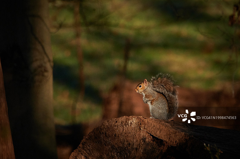 兰霍恩树干上的松鼠特写，美国宾夕法尼亚州图片素材